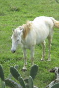 Caballo blanco en prado verde