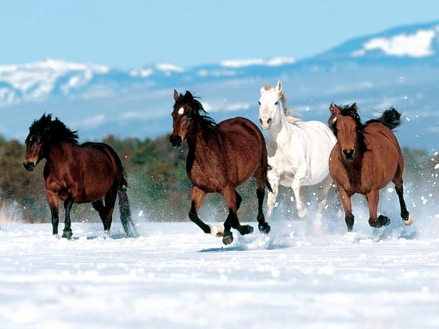 Caballos corriendo estilo tigre en el 2014