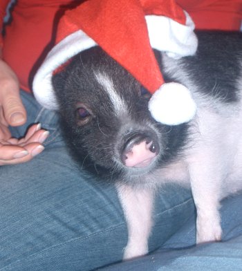 El cerdito de fuego celebrado el año nuevo!