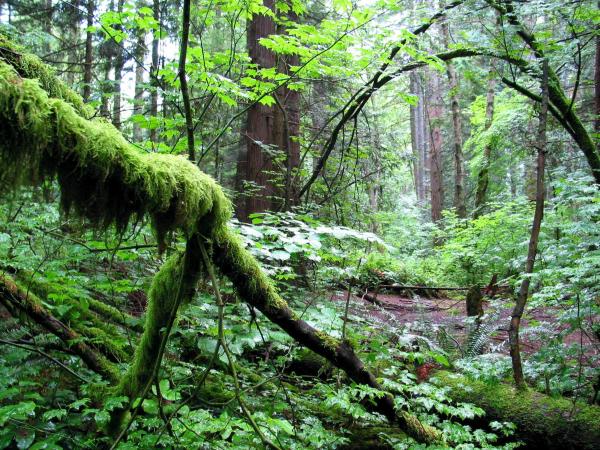 Un bosque lleno de serpientes que se esconden de la cámara