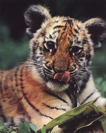 El Tigre de Metal, todavía cachorro, esperando que empieze su año