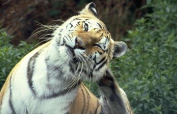 El Tigre de Metal también a veces tiene sus dudas y se rasca la cabeza para pensar mejor