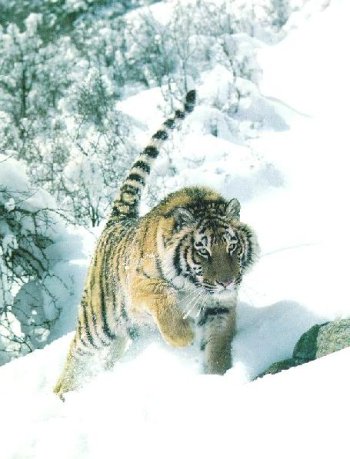 El Tigre de Metal viniendo a nuestro encuentro a través de la nieve del invierno del 2010
