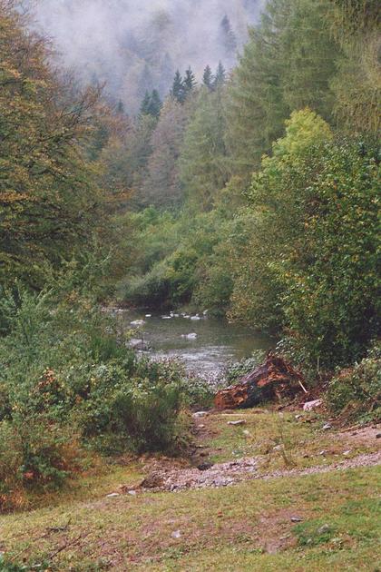 Bosque de Irati