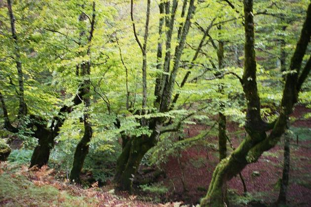 Bosque de Irati
