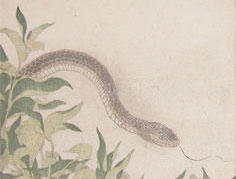 desenho de serpente